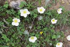 Anemone rupicola